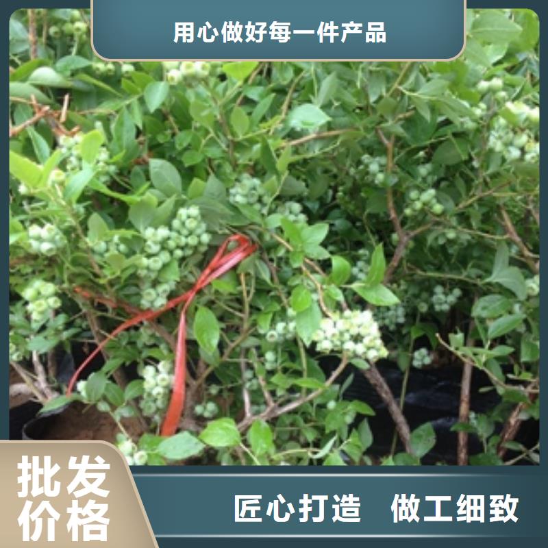 【藍莓苗】核桃苗櫻花苗長果桑樹苗源廠定制