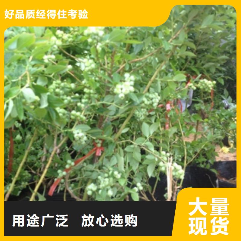 【藍莓苗,綠化樹綠化工程廠家實力大】