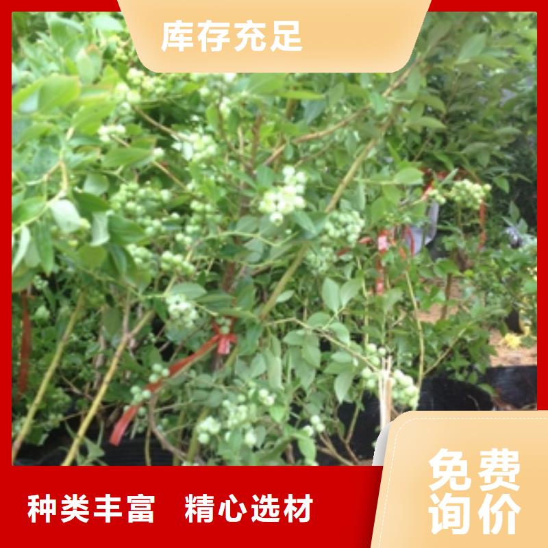 【藍莓苗,綠化樹綠化工程廠家實力大】