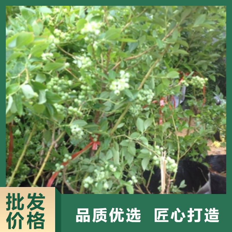 藍莓苗占地果樹誠信為本