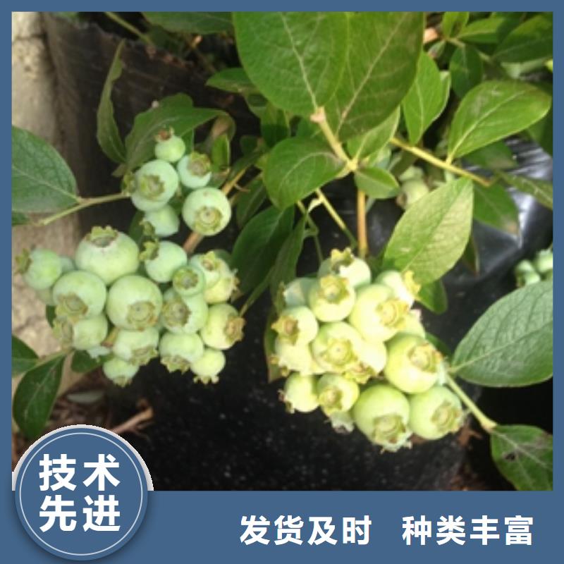 【藍莓苗核桃苗櫻花苗長果桑樹苗一手價格】