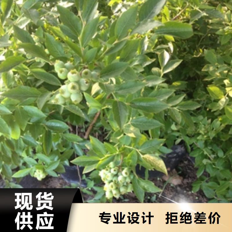 藍莓苗占地果樹不斷創新