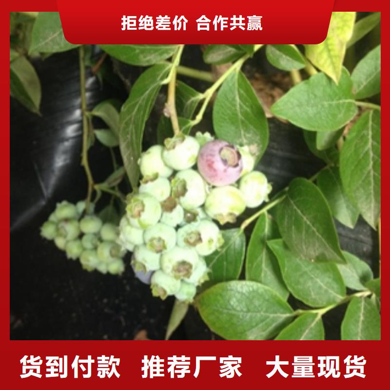 【藍莓苗】鈣果苗多年實力廠家