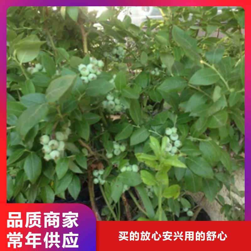 【藍莓苗,占地果樹廠家型號齊全】