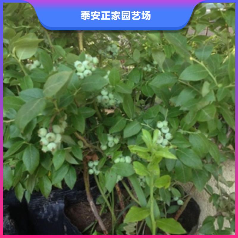 【藍莓苗】鈣果苗多年實力廠家