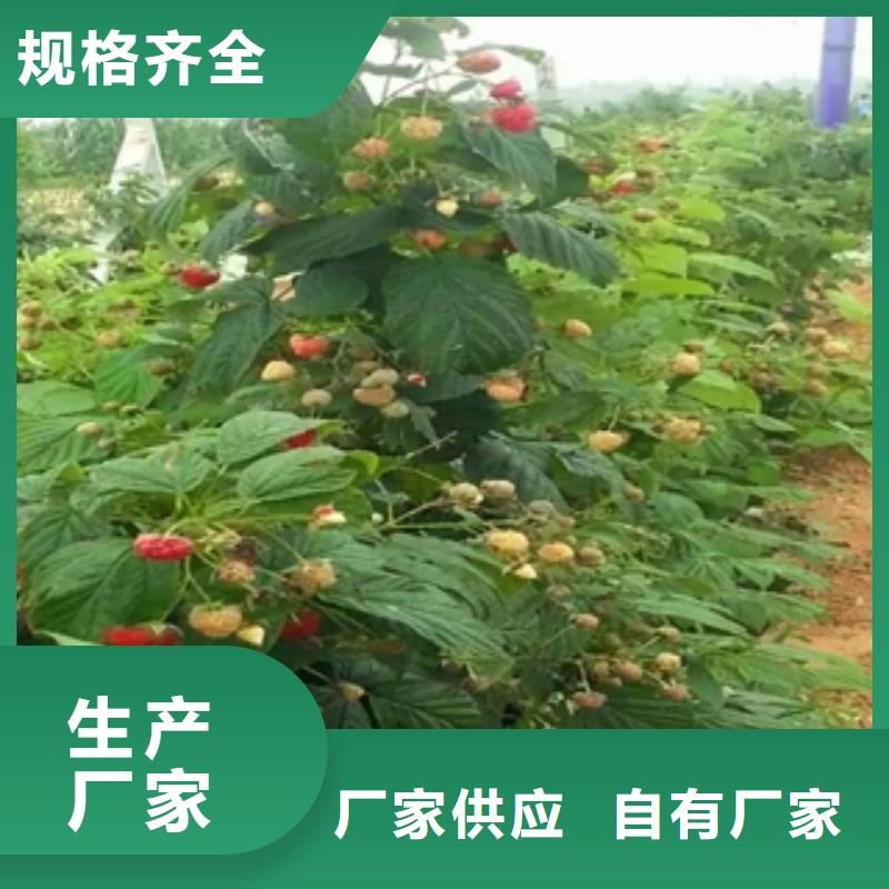 【正家】|古县|隰县|阳泉|吕梁|太原|朔州树莓苗-【绿化树 绿化工程】量大更优惠有实力有经验