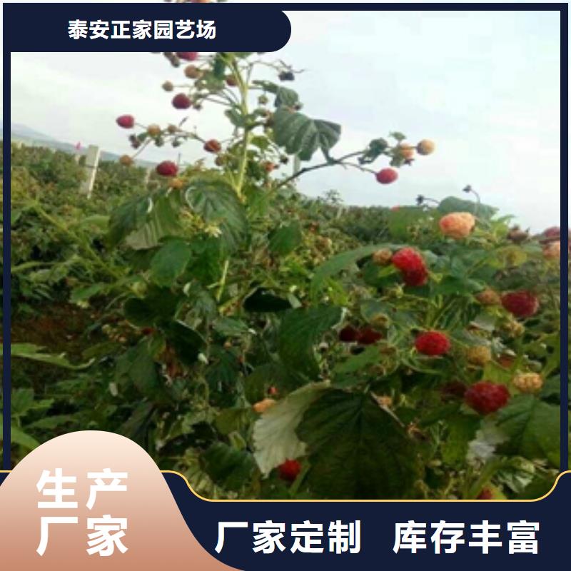 【正家】|古县|隰县|阳泉|吕梁|太原|朔州树莓苗-【绿化树 绿化工程】量大更优惠有实力有经验
