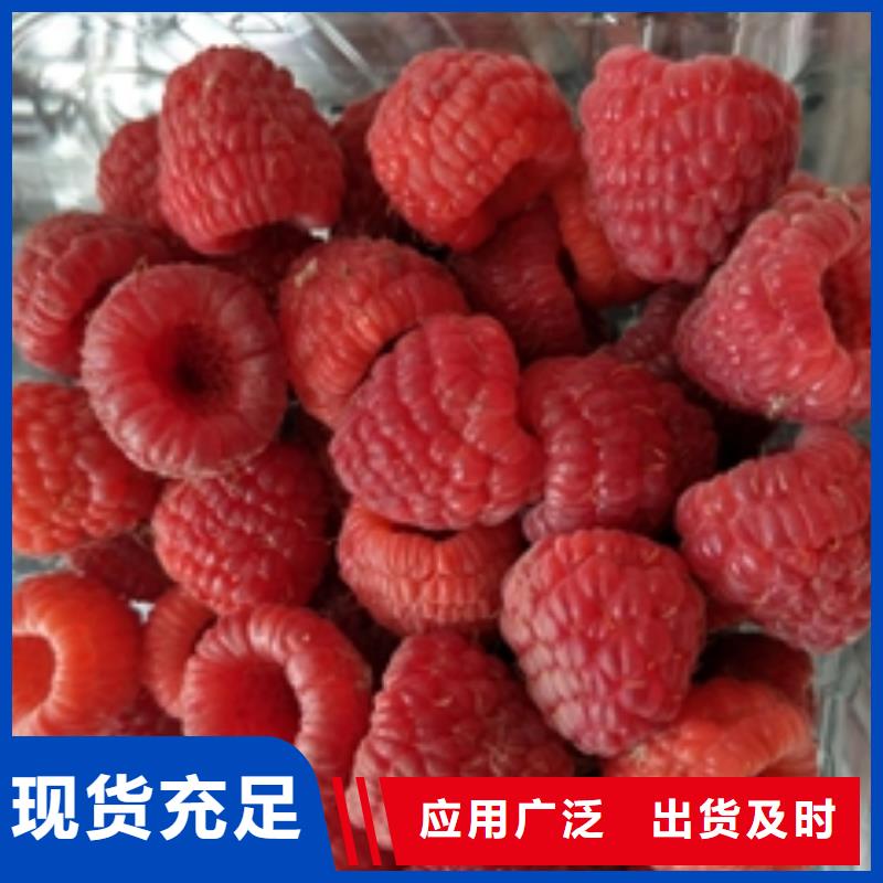 【正家】|古县|隰县|阳泉|吕梁|太原|朔州树莓苗-【绿化树 绿化工程】量大更优惠有实力有经验