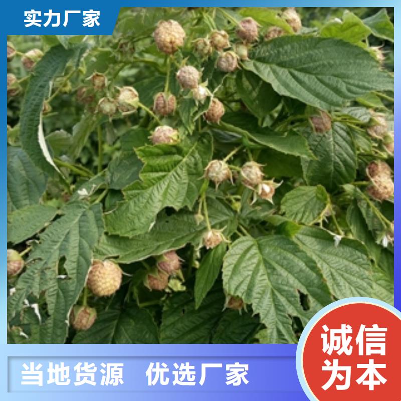 【树莓苗】-绿化树 绿化工程工厂直营同城公司