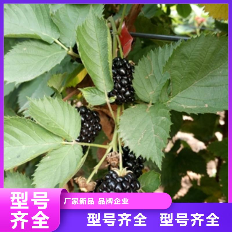【正家】|古县|隰县|阳泉|吕梁|太原|朔州树莓苗-【绿化树 绿化工程】量大更优惠有实力有经验