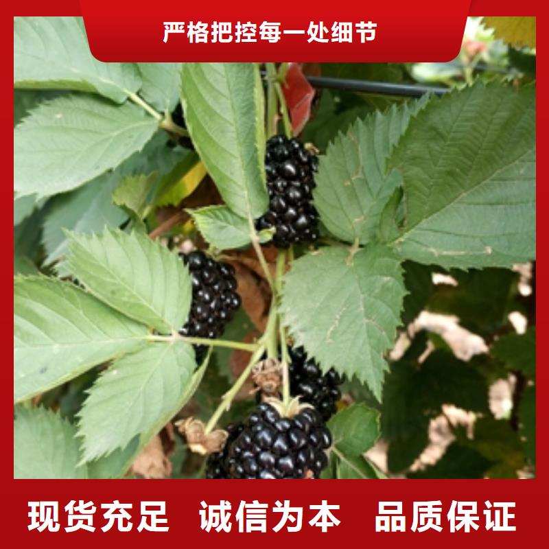 【树莓苗】-绿化树 绿化工程工厂直营同城公司
