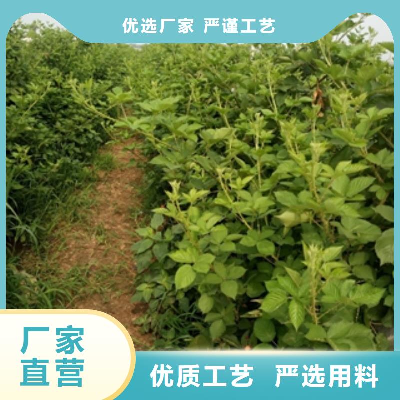 【树莓苗】-绿化树 绿化工程工厂直营同城公司