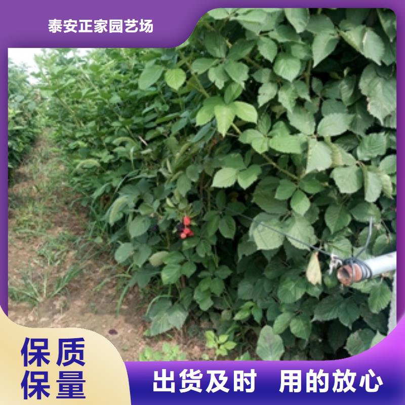 【树莓苗】-绿化树 绿化工程工厂直营同城公司