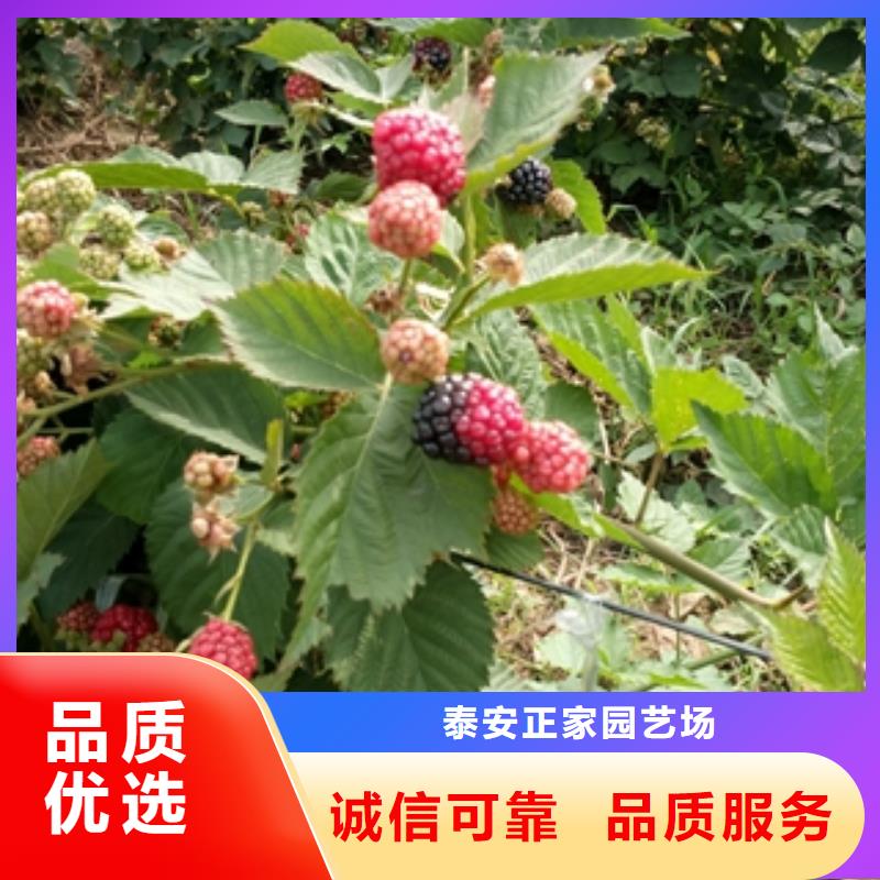 【树莓苗】-绿化树 绿化工程工厂直营同城公司