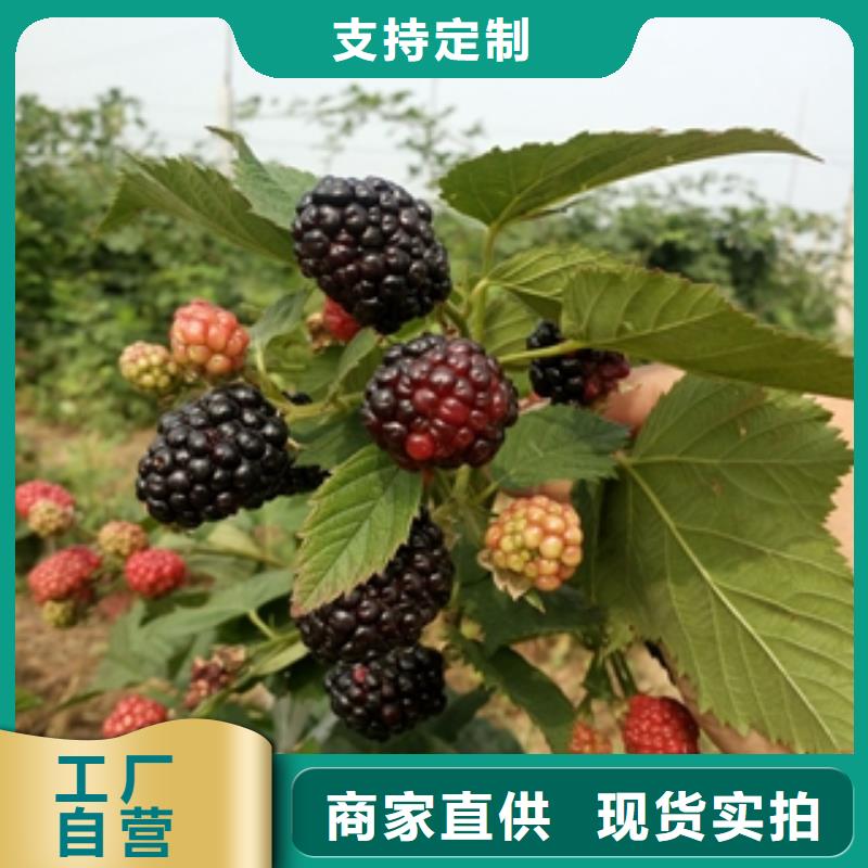 【正家】|古县|隰县|阳泉|吕梁|太原|朔州树莓苗-【绿化树 绿化工程】量大更优惠有实力有经验