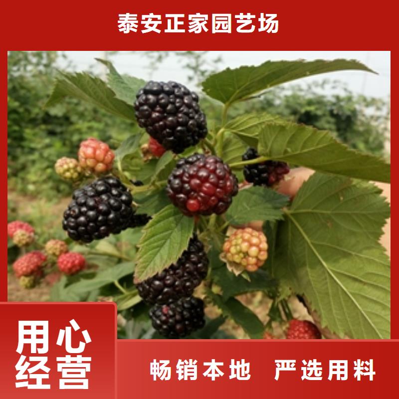 【树莓苗】-绿化树 绿化工程工厂直营同城公司