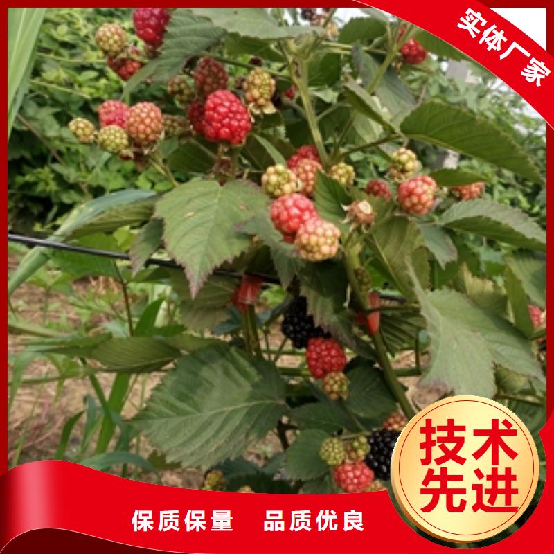 【正家】|古县|隰县|阳泉|吕梁|太原|朔州树莓苗-【绿化树 绿化工程】量大更优惠有实力有经验