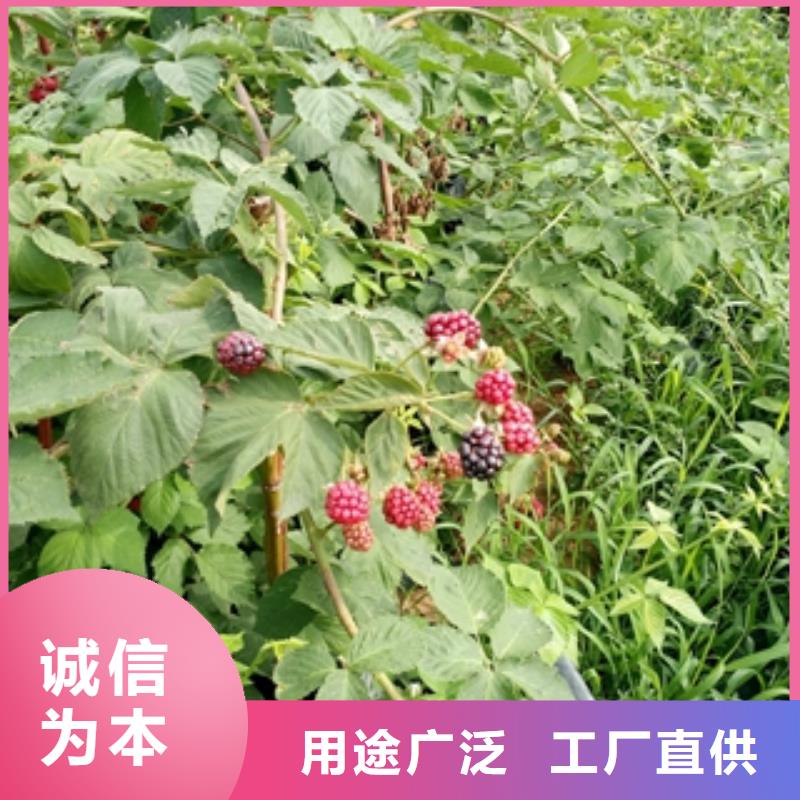 【正家】|古县|隰县|阳泉|吕梁|太原|朔州树莓苗-【绿化树 绿化工程】量大更优惠有实力有经验
