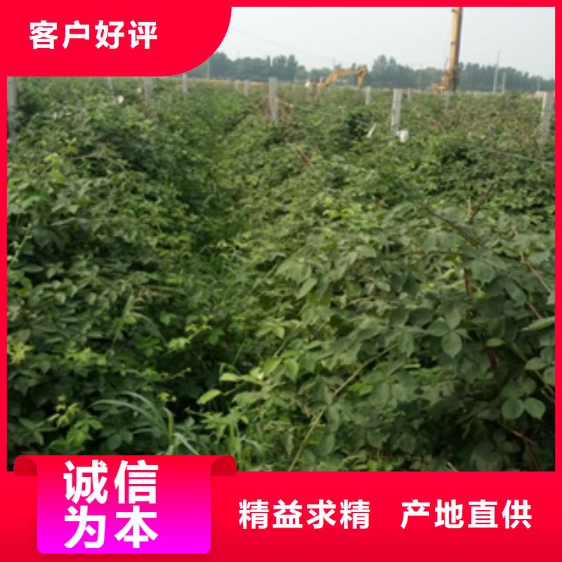 【正家】|古县|隰县|阳泉|吕梁|太原|朔州树莓苗-【绿化树 绿化工程】量大更优惠有实力有经验