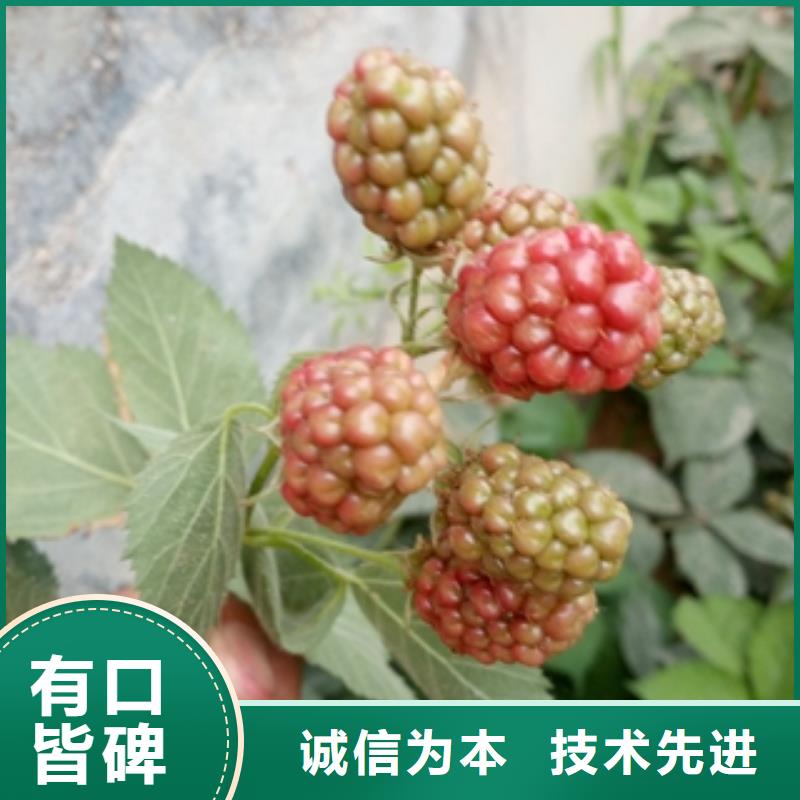 【树莓苗】-绿化树 绿化工程工厂直营同城公司