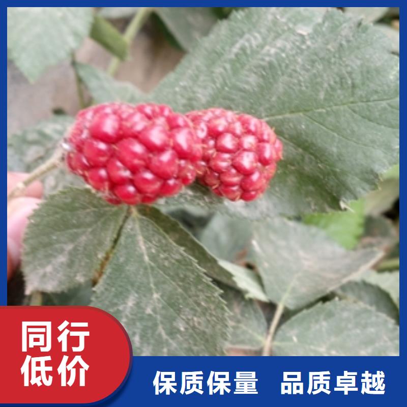 【树莓苗】-绿化树 绿化工程工厂直营同城公司