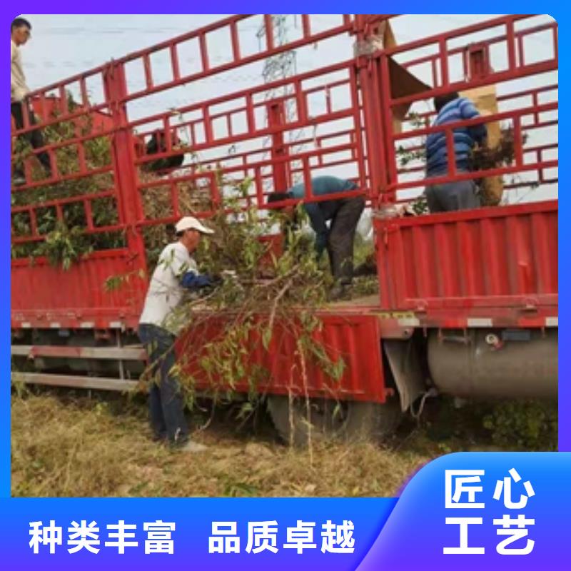 桃树核桃苗樱花苗长果桑树苗随心所欲定制