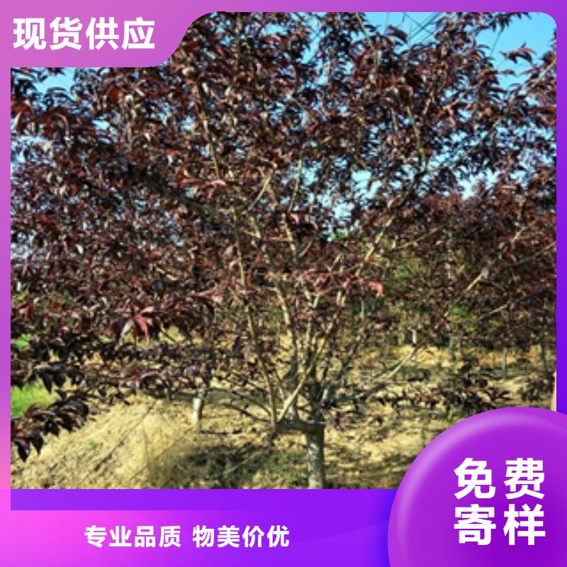 桃樹(shù)泰山景松造型景松廠家直銷(xiāo)安全放心