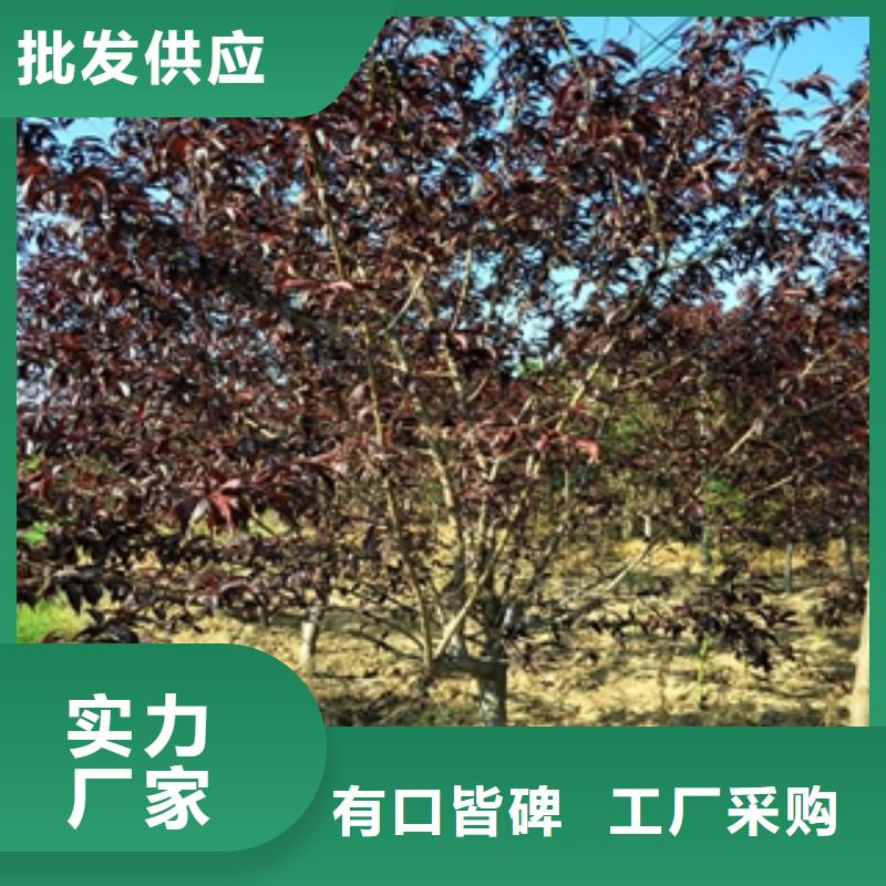 桃樹藍(lán)莓苗實力商家推薦