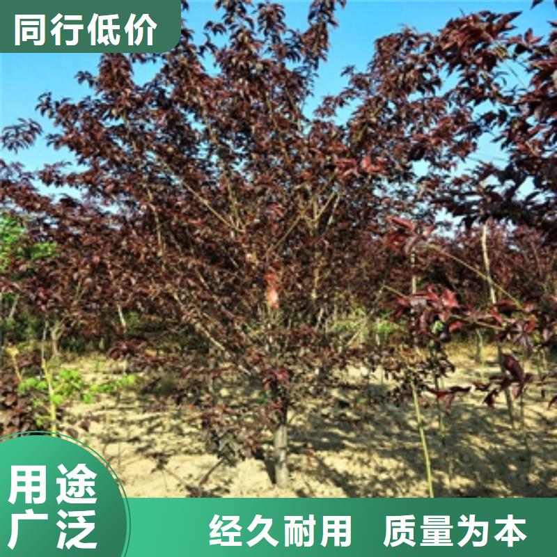 【桃樹占地果樹工廠批發】