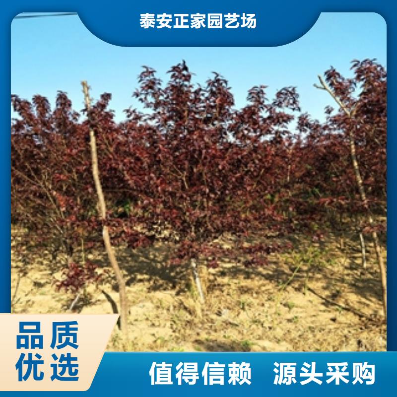 桃樹綠化樹綠化工程產地批發