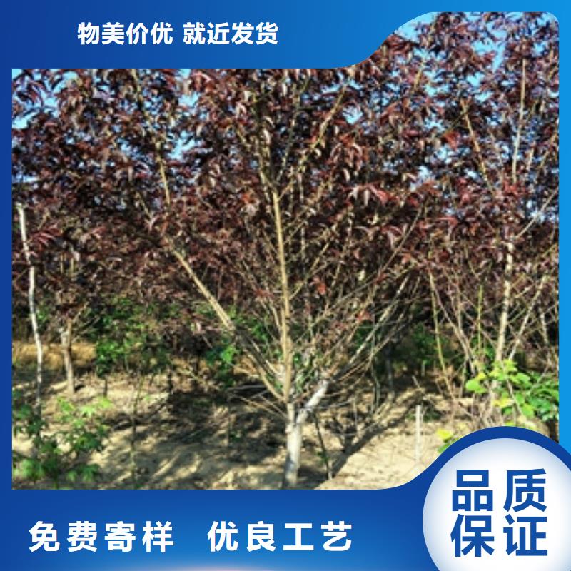 桃樹(shù)_泰山景松造型景松拒絕偽劣產(chǎn)品