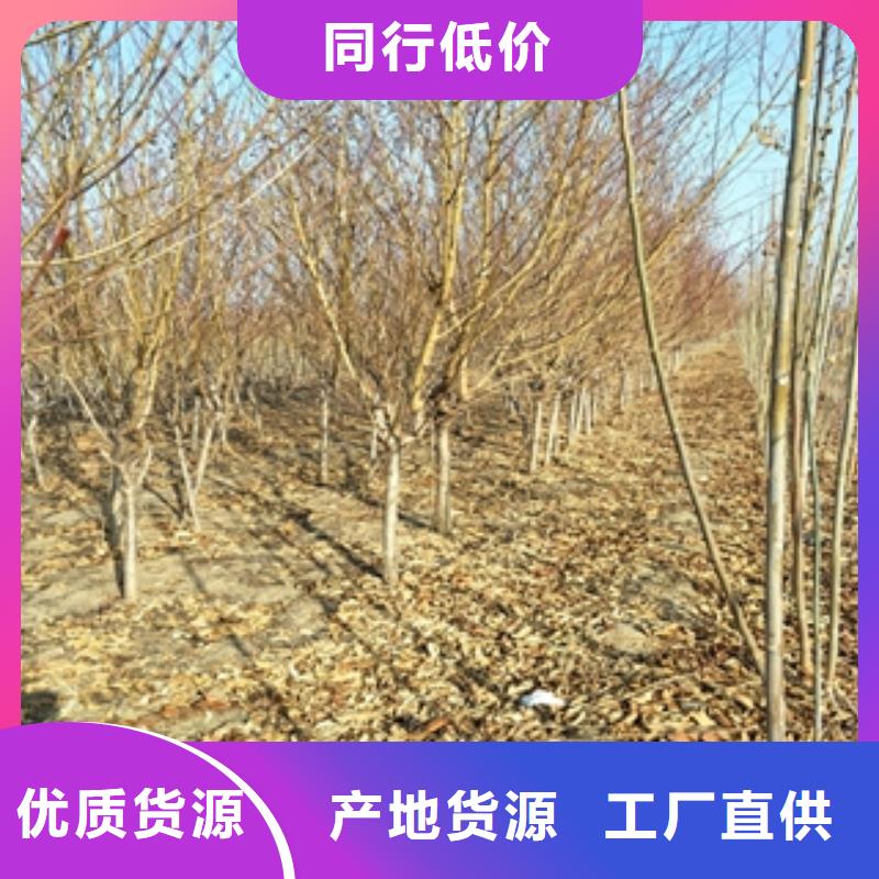 桃樹【占地果樹】用心做好每一件產(chǎn)品