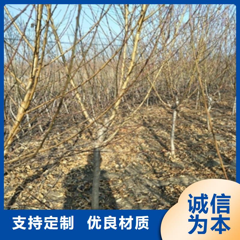 桃树,国槐质量层层把关