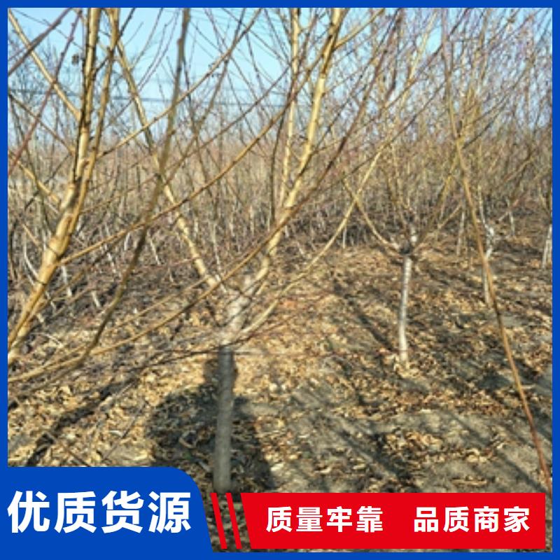 桃樹占地果樹多種場景適用