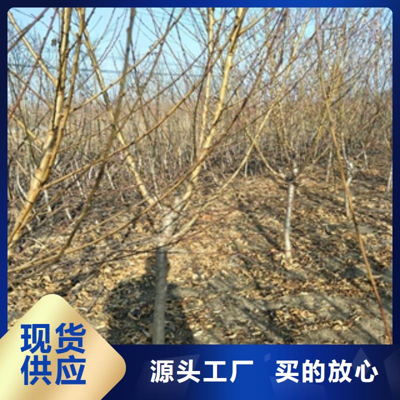 桃樹【藍莓苗】國標檢測放心購買