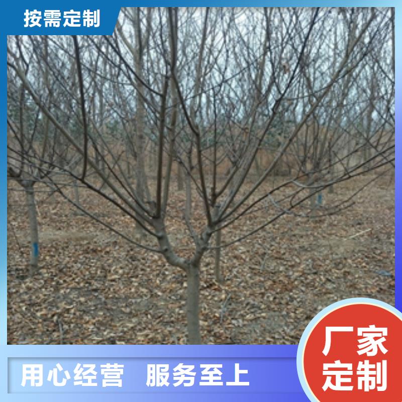 桃樹【藍莓苗】聯系廠家