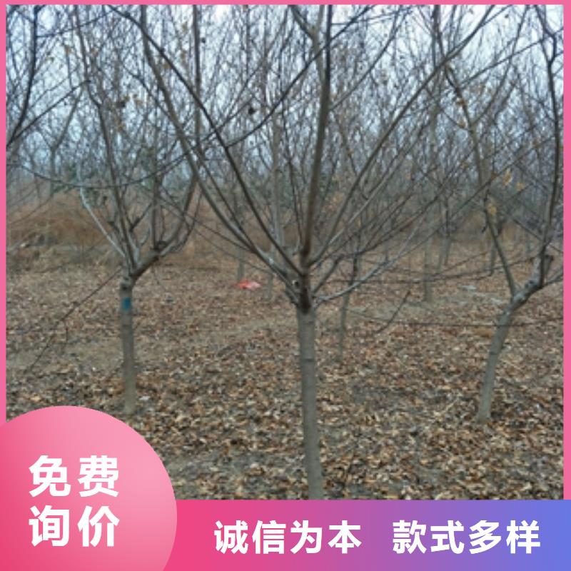 桃樹【泰山景松造型景松】源頭工廠量大優(yōu)惠