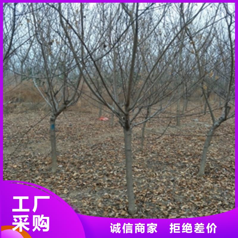 桃樹(shù)_泰山景松造型景松拒絕偽劣產(chǎn)品