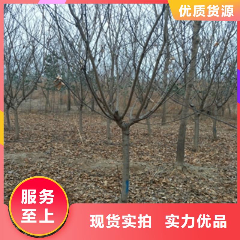 桃樹【泰山景松造型景松】源頭工廠量大優(yōu)惠