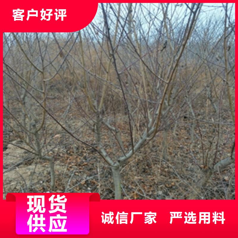 桃树-【蓝莓苗】支持拿样