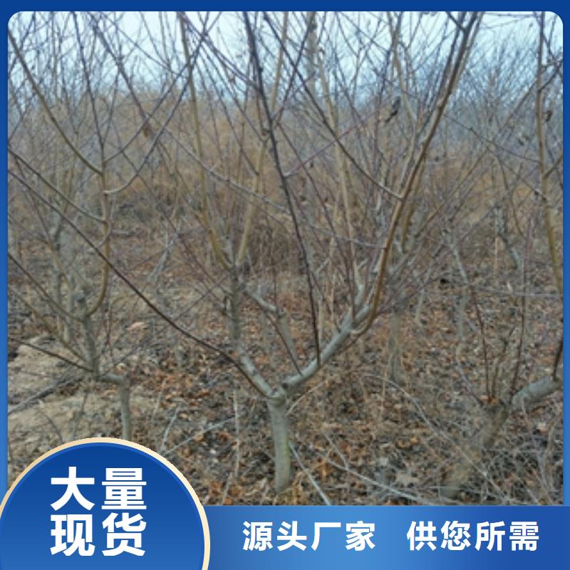 桃樹【藍莓苗】當地廠家值得信賴