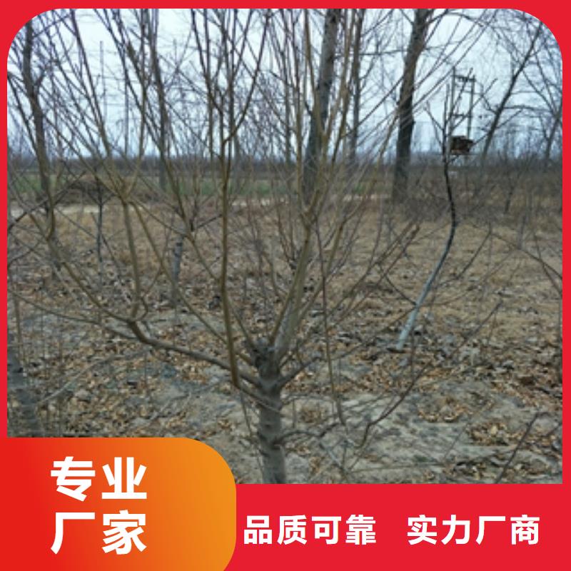 桃樹_泰山景松造型景松拒絕偽劣產(chǎn)品