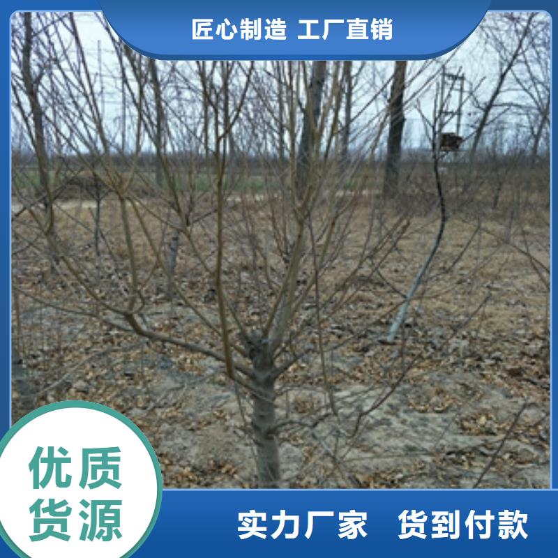 桃樹綠化樹綠化工程產地批發