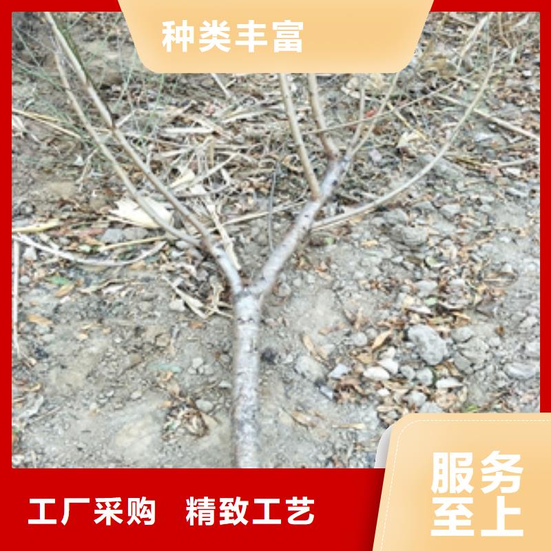 【桃树】蓝莓苗生产加工