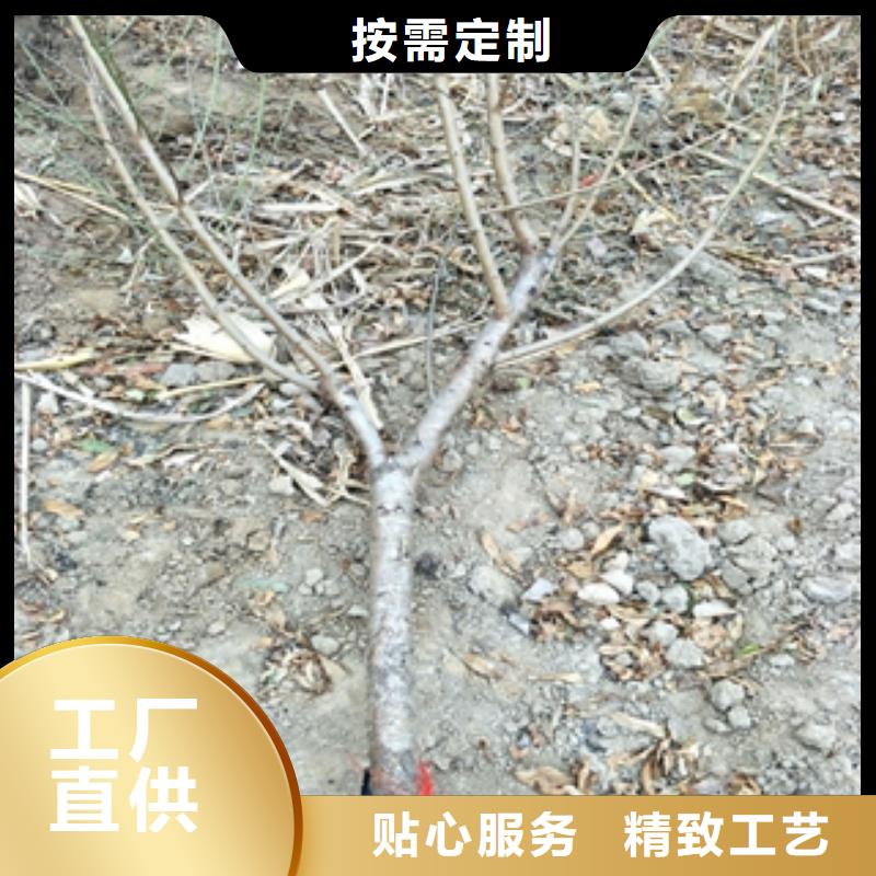 桃樹泰山景松造型景松長期供應