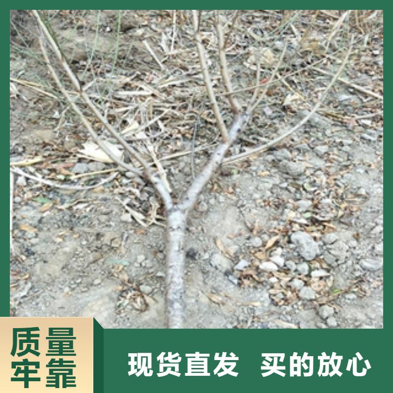 桃樹綠化樹綠化工程真實拍攝品質(zhì)可靠