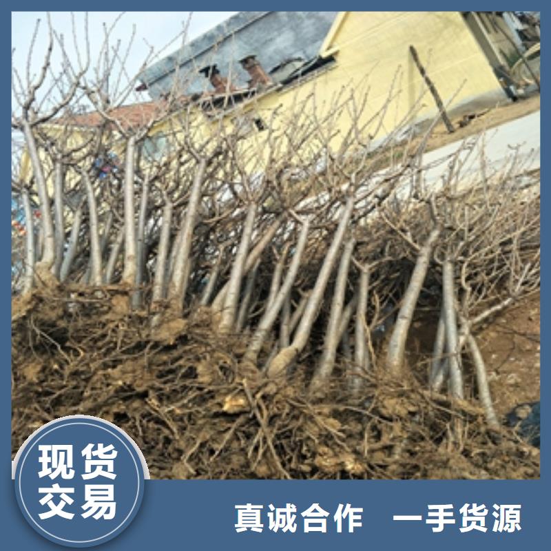 桃樹【占地果樹】用心做好每一件產(chǎn)品