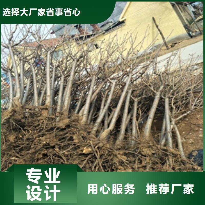 桃树钙果苗厂家规格全