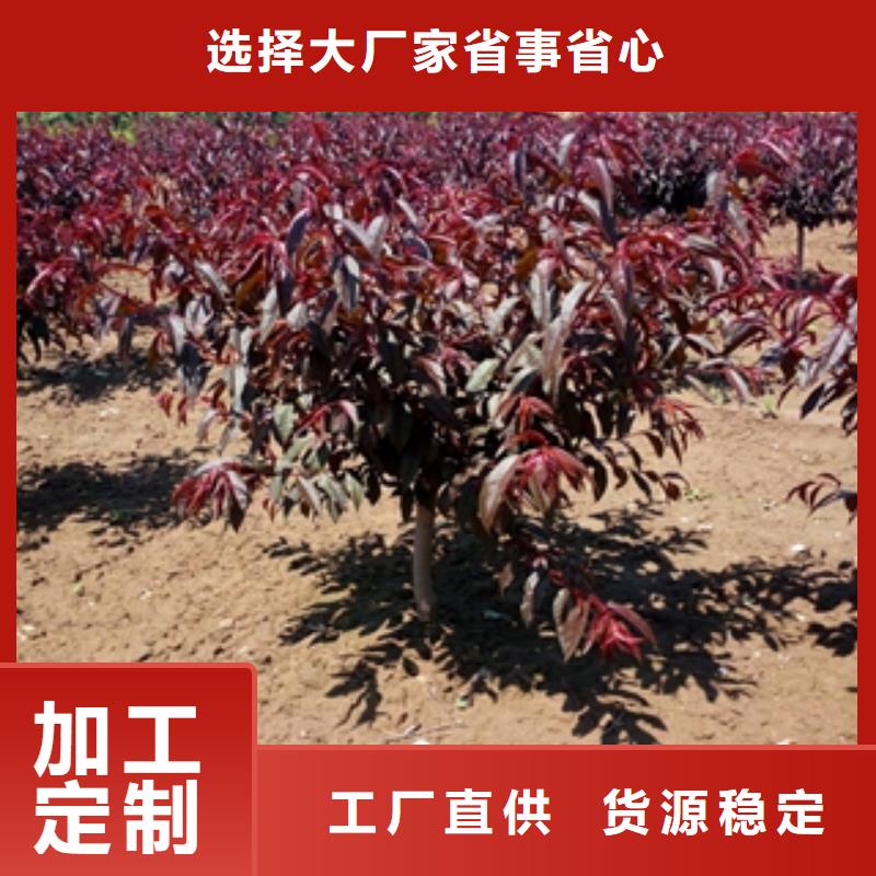 桃樹_泰山景松造型景松拒絕偽劣產(chǎn)品