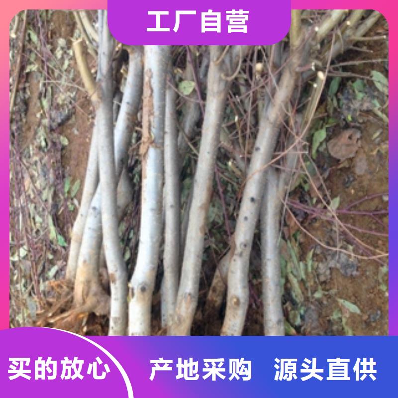 【桃樹占地果樹歡迎來廠考察】